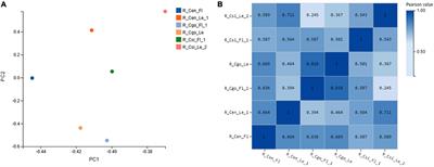 Transcriptional Proposition for Uniquely Developed Protocorm Flowering in Three Orchid Species: Resources for Innovative Breeding